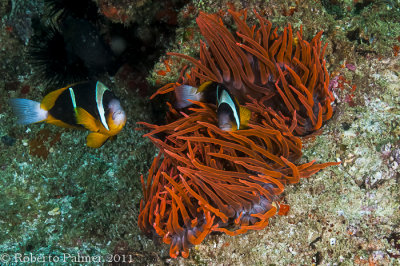 Peixe palhao - Clark's Anemonefish