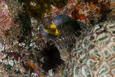Moria de boca amarela - Yellowmouth Moray eel (Gymnothorax nudivomer)