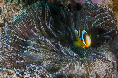 Peixe palhao - Clark's Anemonefish  - 3
