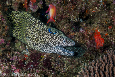 Moreia - Honeycomb Moray