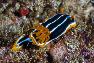Nudibranquio