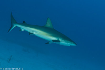 Shark - 2