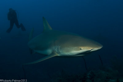 Shark - 3
