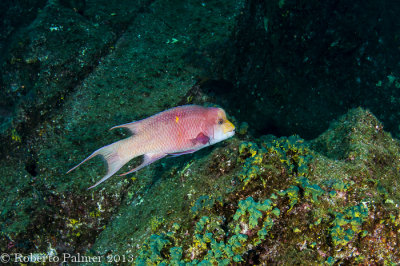 Mexican Hogfish