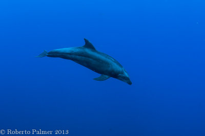 Golfinho / Dolphin