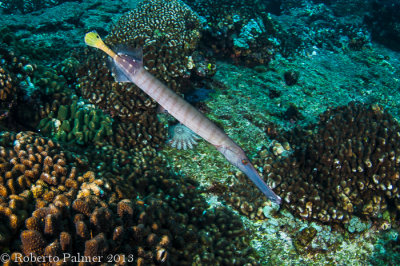 Trombeta - Trunpetfish