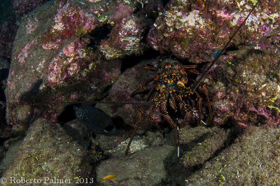 Lagosta e Moreia / Lobster and Moray