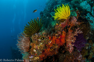 Crinoides