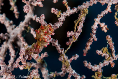 Pigmy Seahorse - 2