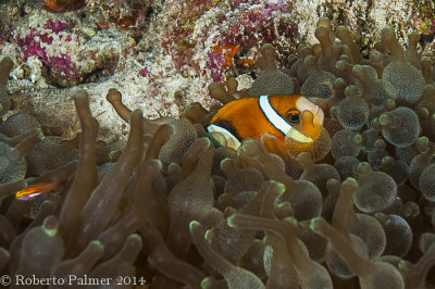 Peixe palhao - Clownfish
