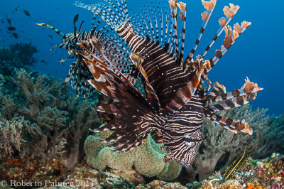 Lionfish