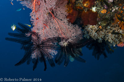 Crinoides pretos