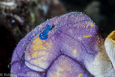 Mini Nudibranquiio