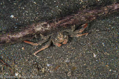 Carrier Crab