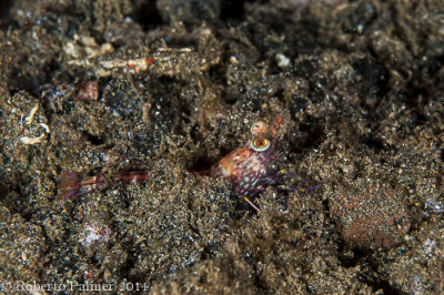 Camaro - Shrimp (Metapenaeoppsis sp.)