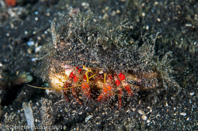Ermito - Hermit Crab (Calcinus sp.)