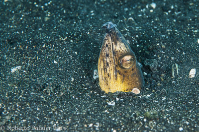 Blacksaddle Snake Eel