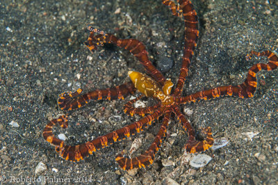 Polvo - Wunderpus Octopus
