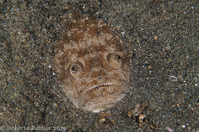 Lembeh - INDONSIA