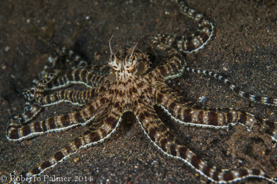 Polvo mimtico - Mimic Octopus