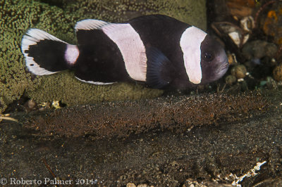 Peixe palhao e suas ovas (Saddelback anemonefish)
