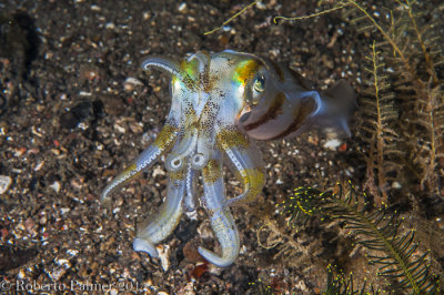 Spia - Bigfin Reef Squid (Sepioteuthis lessoniana)