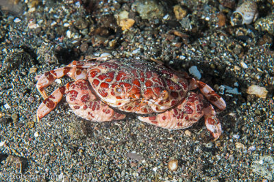 Caranguejo - Splendid Demon Crab (Demaia splendida)