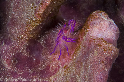 Hairy Squat Lobster, (Lauriea siagiani)