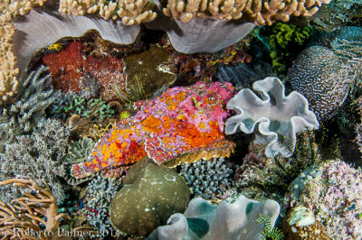 Peixe pedra - Reef Stonefish (Synanceia verrucosa)
