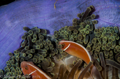 Anemona azul - Amphiprion perideraion