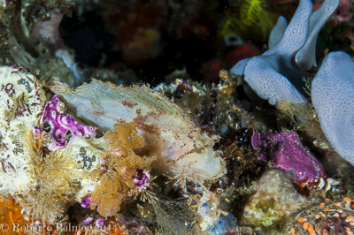 Paper Scorpionfish (Taenianotus triacanthus)