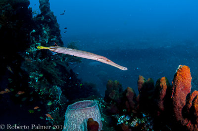 Trombeta - Trumpetfish