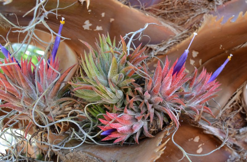 Air plant bloom 2013