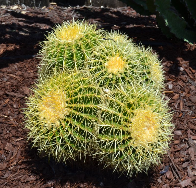 Barrel Cactus Cluster