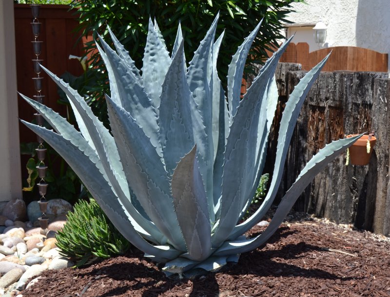 Beautiful Agave