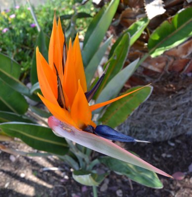 Bird of Paradise 2013