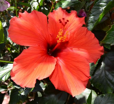 Red Hibiscus bloom 2013