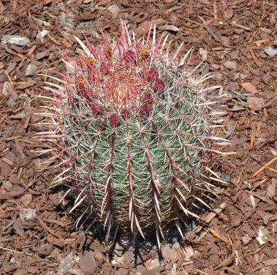 Barrel Cactus 2013