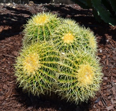 Barrel Cactus Cluster