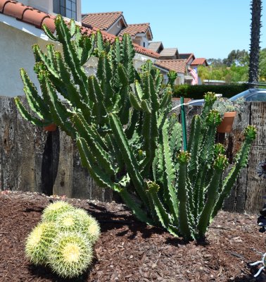 More Cactus