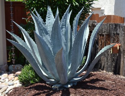 Beautiful Agave