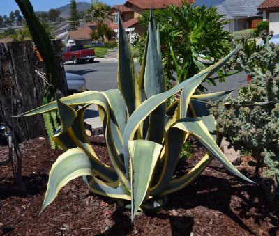 Another agave