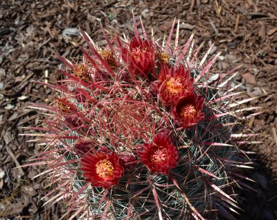 Barrel Catus just Bloomed!