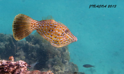 IMG_0678A copie.jpg