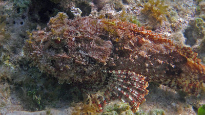 SPOTTED SCORPIONFISH D IMG_1290.jpg