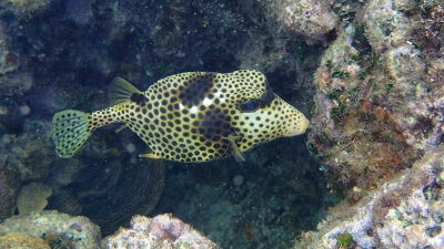 SPOTTED TRUNKFISH-P6040358.jpg