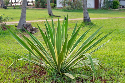 The Aloe Vera plant, one of Zanzibar's speciality.