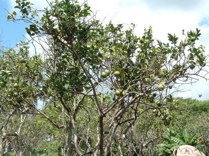 DSCF0114.JPG