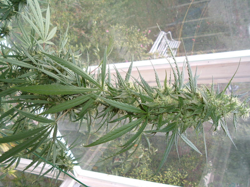 DSCF0412.JPG