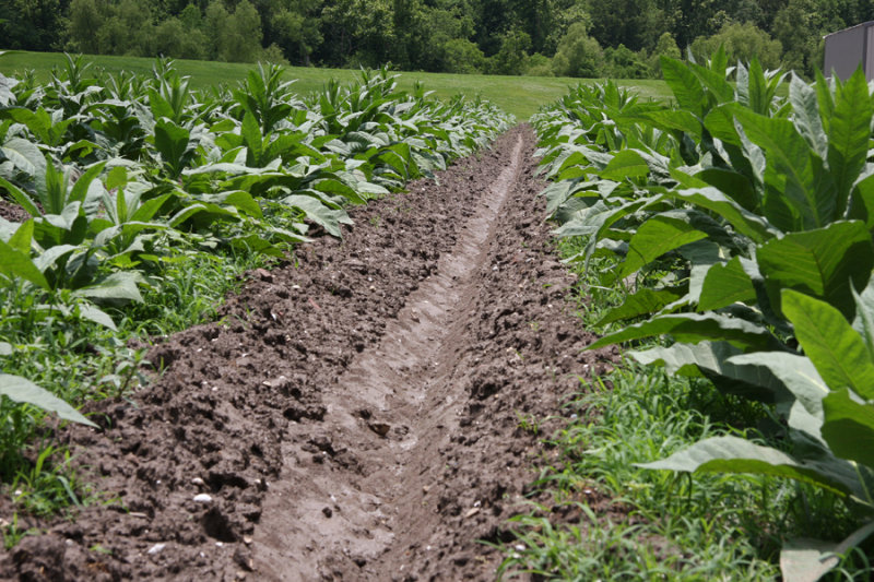 Perique Tobacco Field